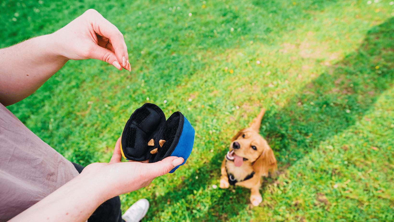Dog Enrichment Toys
