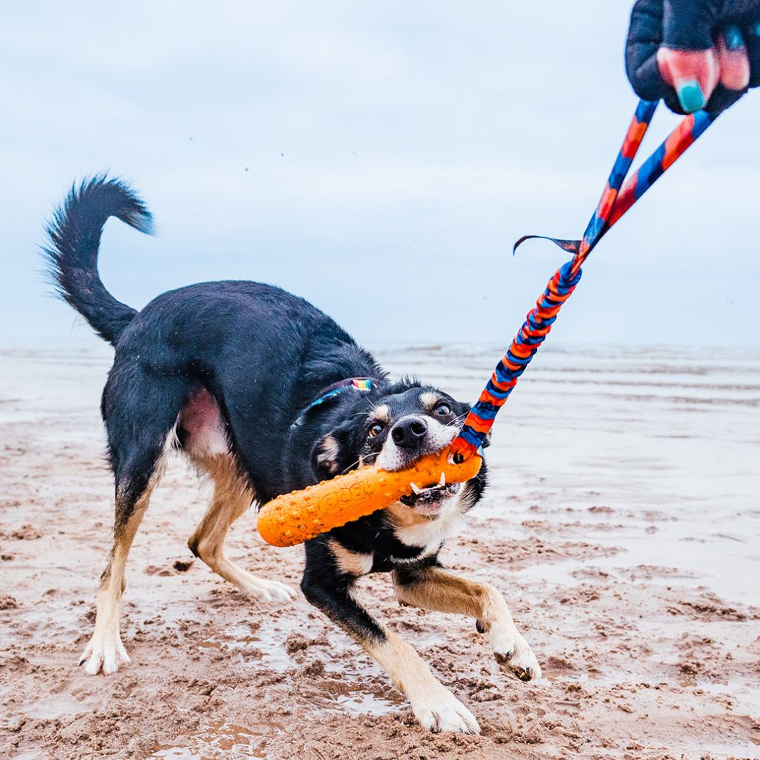 Collie dog tugging on the beach with sand BOB: The 3-in-1 Dog Dummy - Tug-E-Nuff