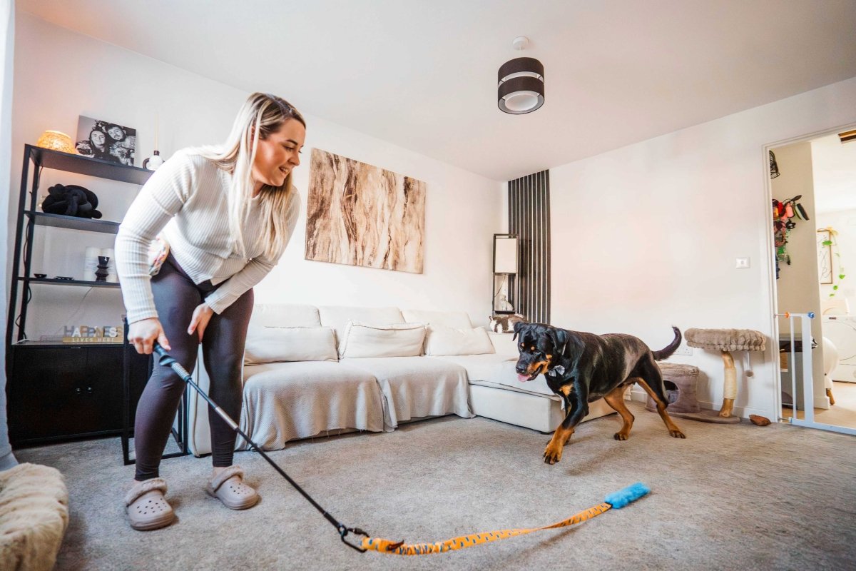 Dog chasing non squeaky whip it flirt pole inside house