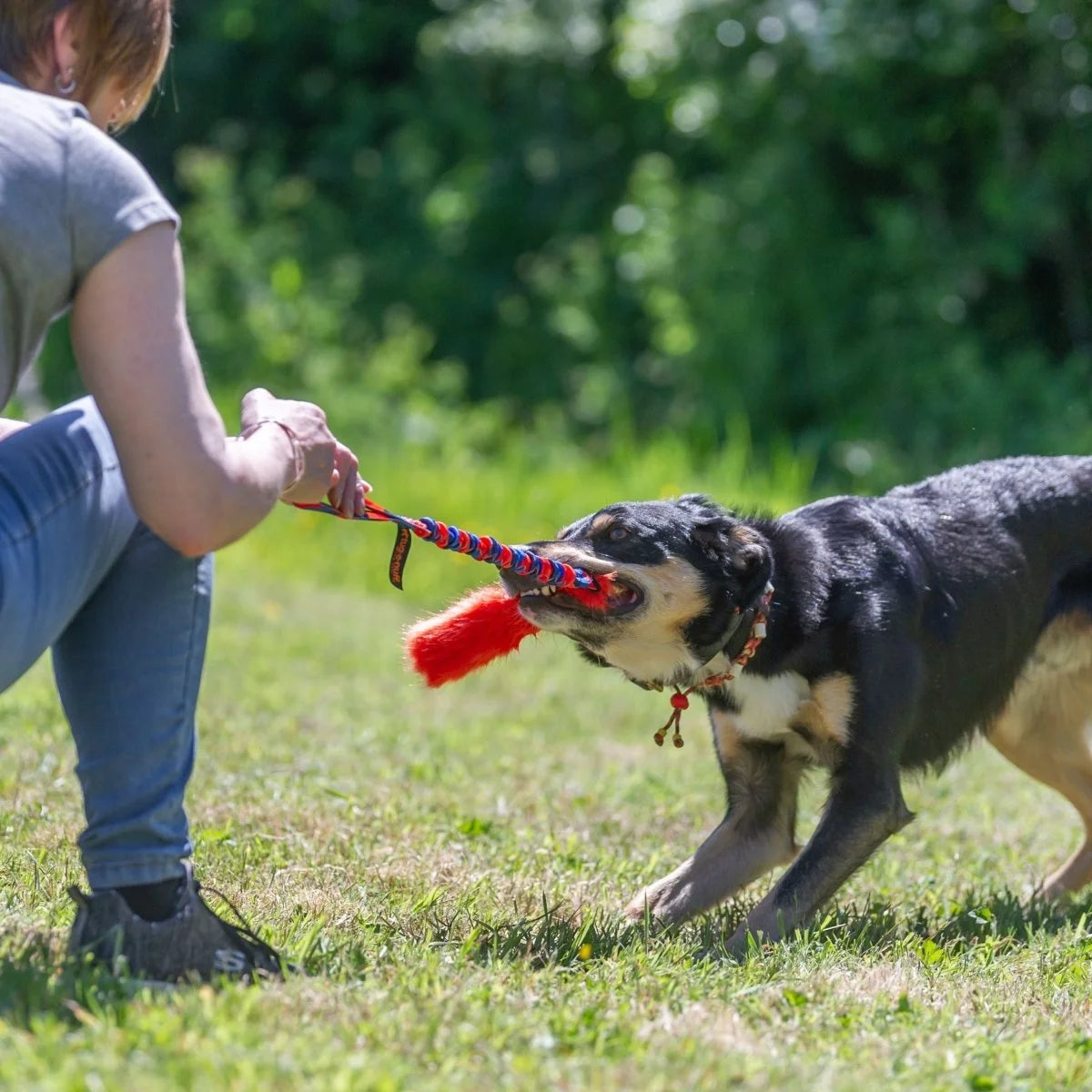 Dog playing with Fauxtastic Bungee Tug Toy for dogs outside on grass - Orange Tug Toy