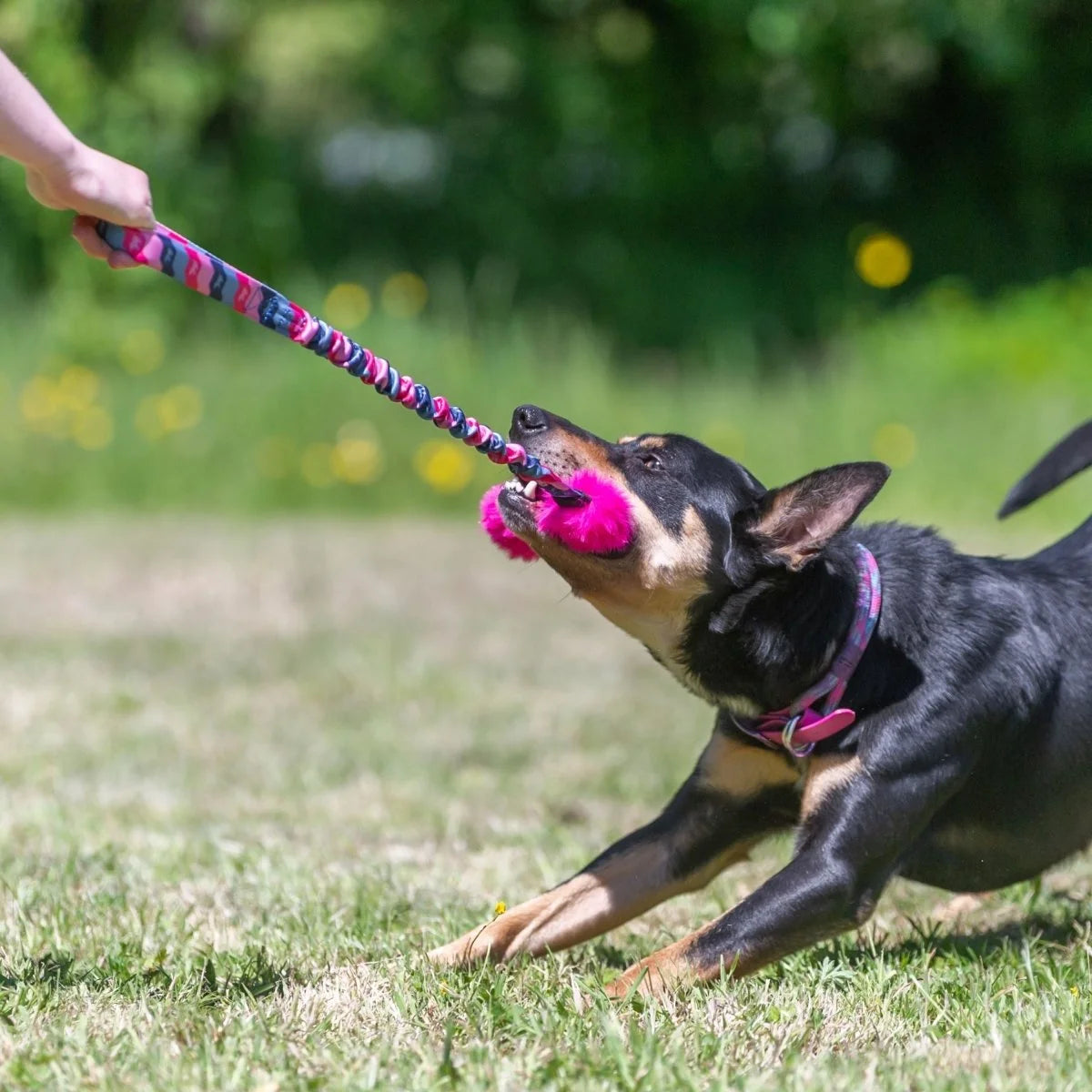 Dog playing with a pink tug toy on a grassy field.  Toy is a Tug-E-Nuff bright fauxtastic tug