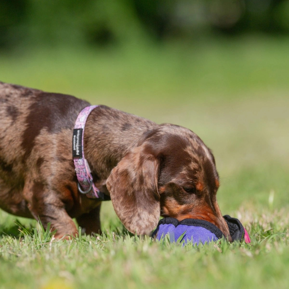 Dachshund playing with a pink and purple food toy the Clam on grass
