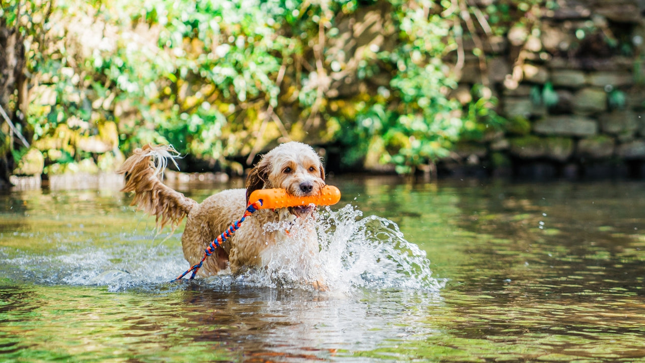 Dog playing with an orange BOB tug toy in a body of water with greenery in the background