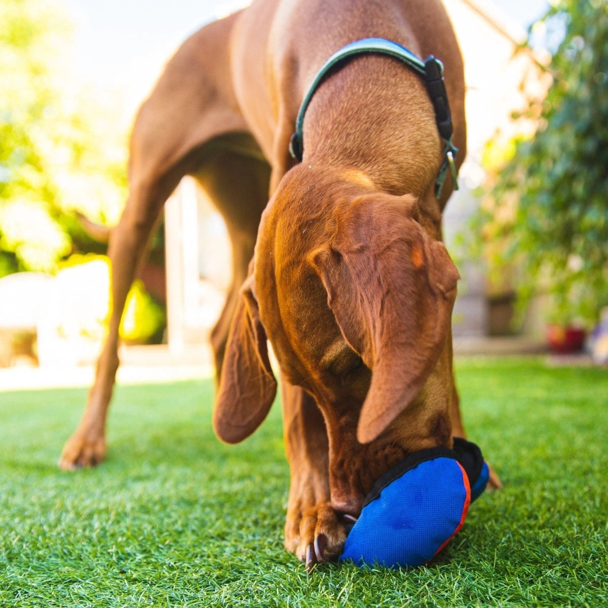 Dog with Food Toy the Clam
