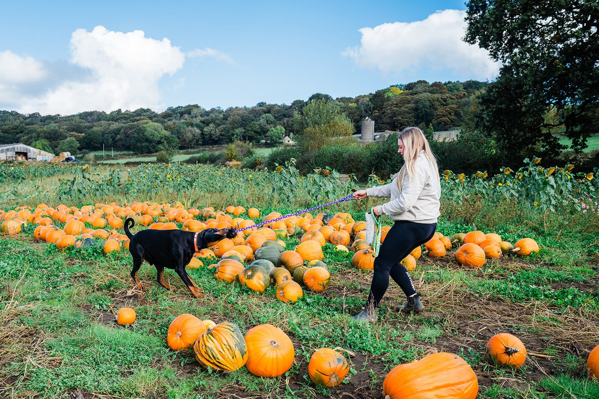 Woman playing tug with her dog in a pumpkin patch