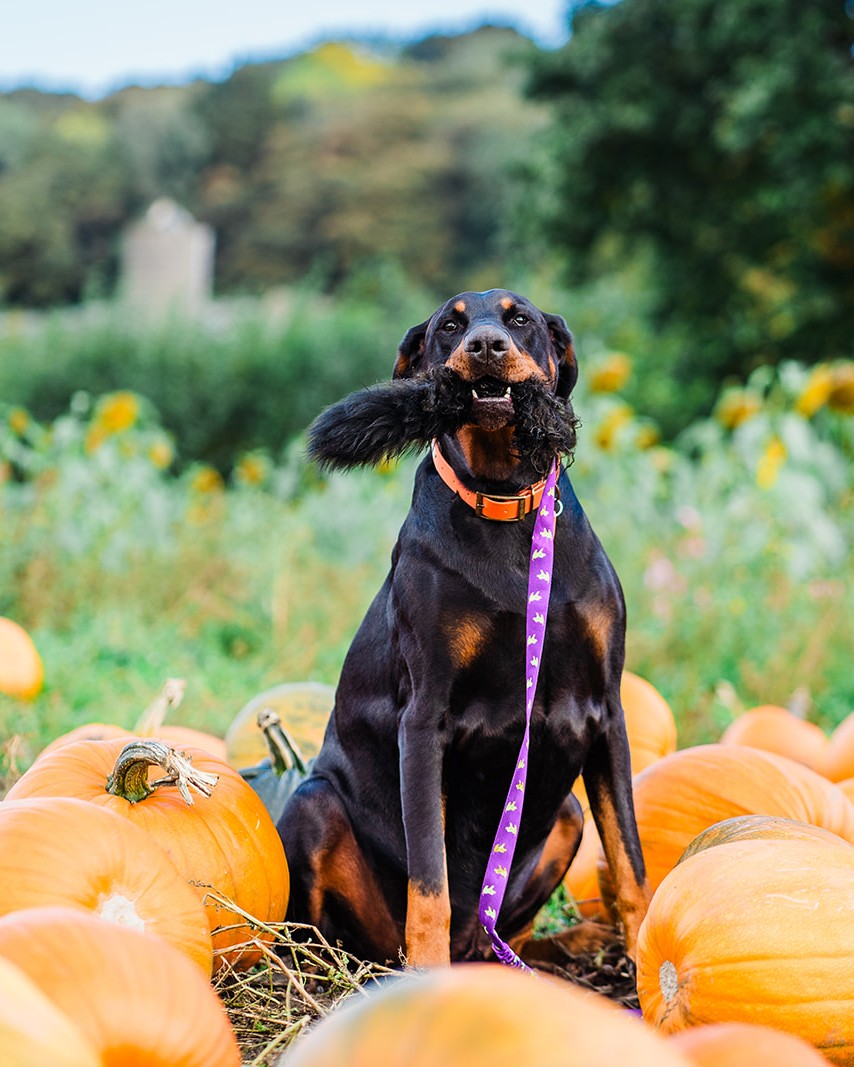 Dog sitting among pumpkins holding a toy