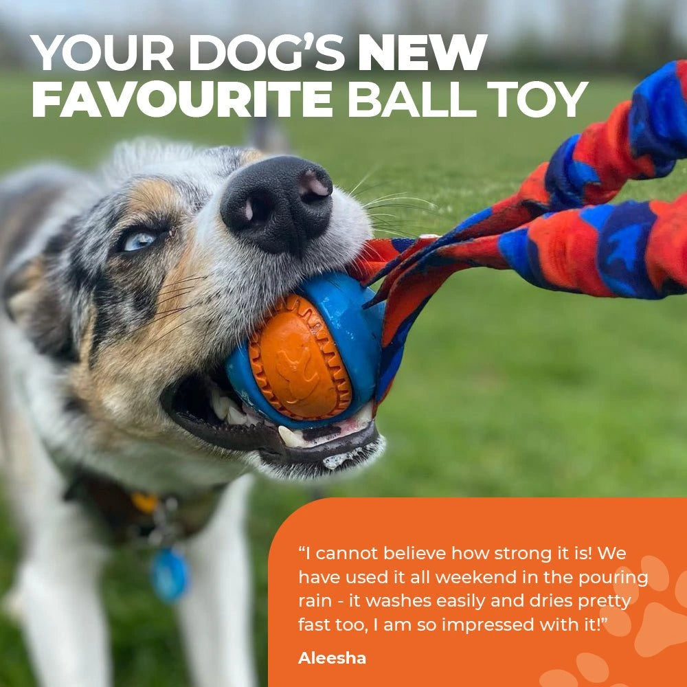 Dog playing with a colourful ball toy on grass.  Text Dog's New Favourite Ball Toy