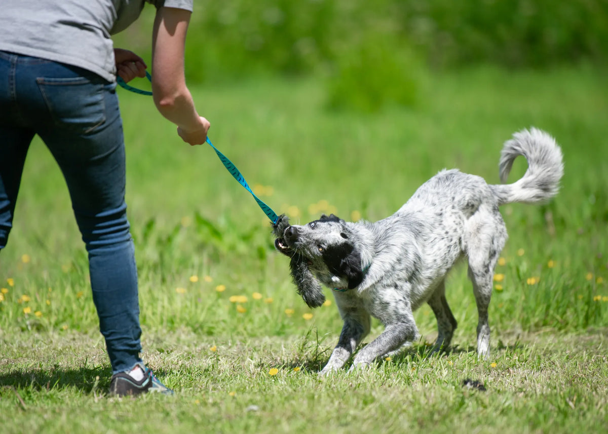 Rabbit Skin Bungee Chaser Tug