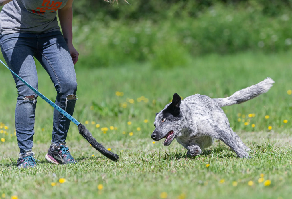 Rabbit Skin Bungee Chaser Tug
