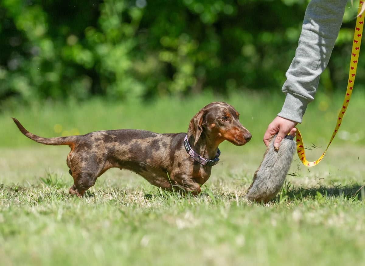 Rabbit Skin Squeaky Bungee Chaser