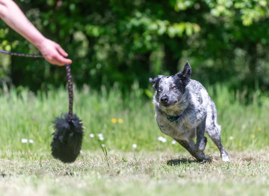 Sheepskin Bungee Chaser