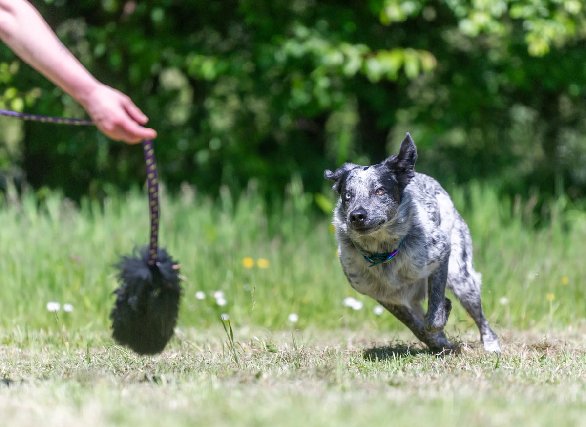 Sheepskin Bungee Chaser