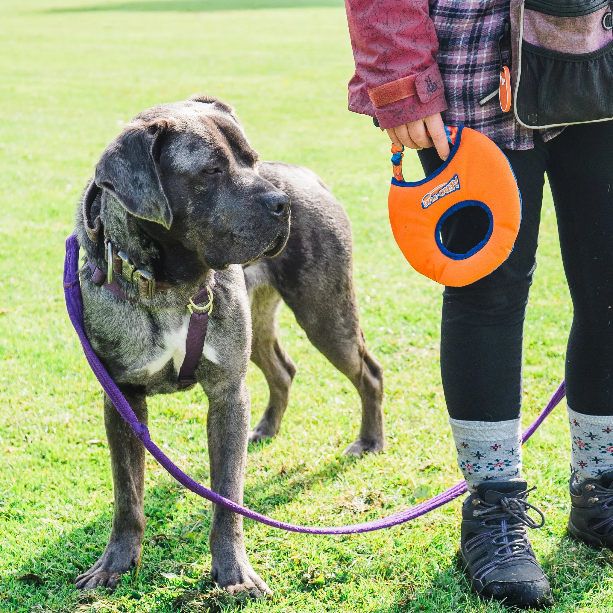 Tug-E-Nuff Aero-Tug Dog Frisbee - Great Dane with Owner in the Park