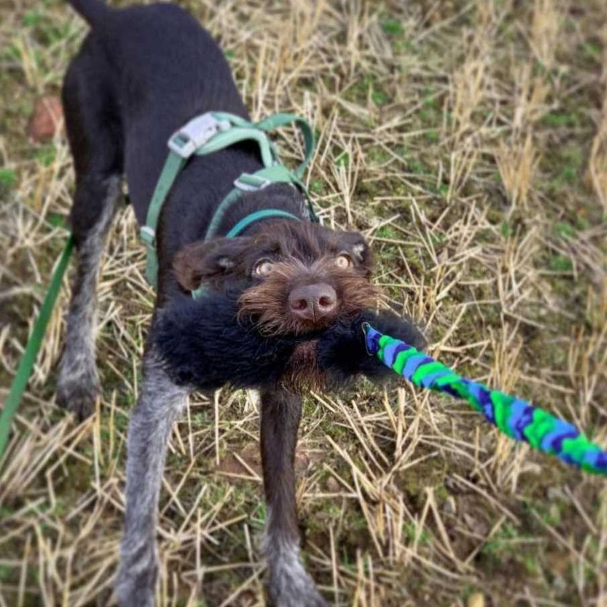 Dog Playing with Green WondaBaa Sheepskin Bungee Tug